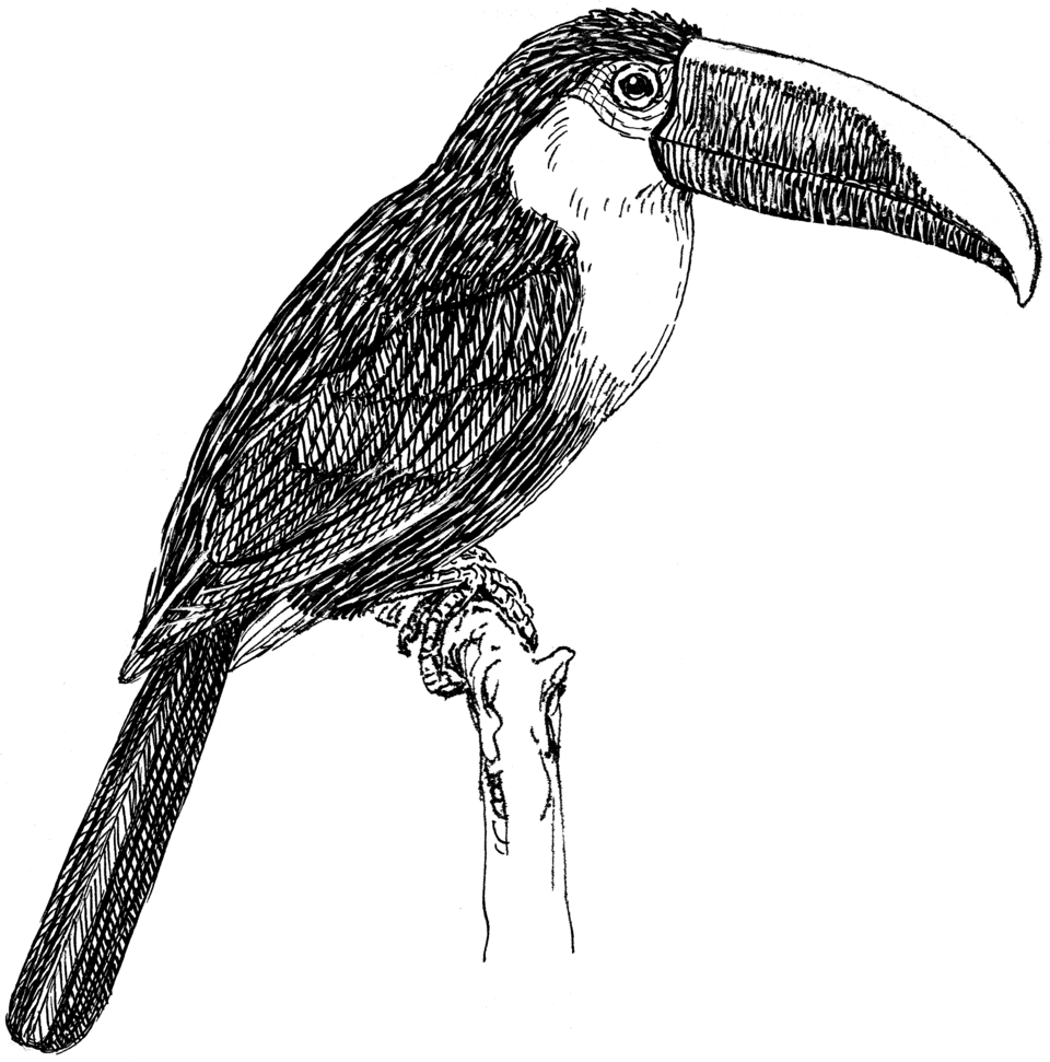 Toucan