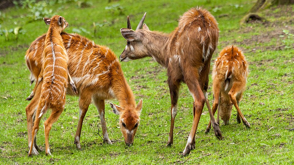 Sitatunga