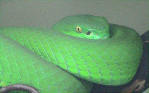 Fer de lance asiatique