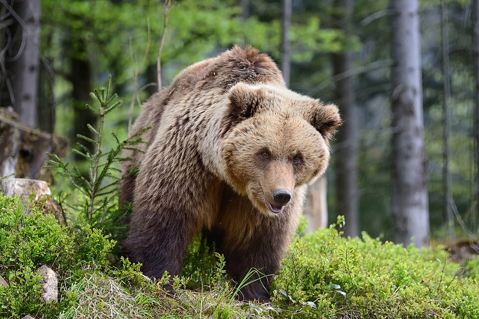 Ours brun