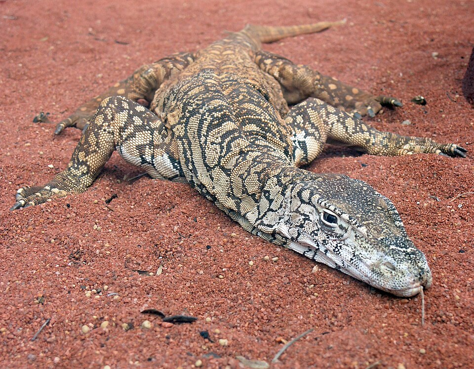 Varan de Perenti