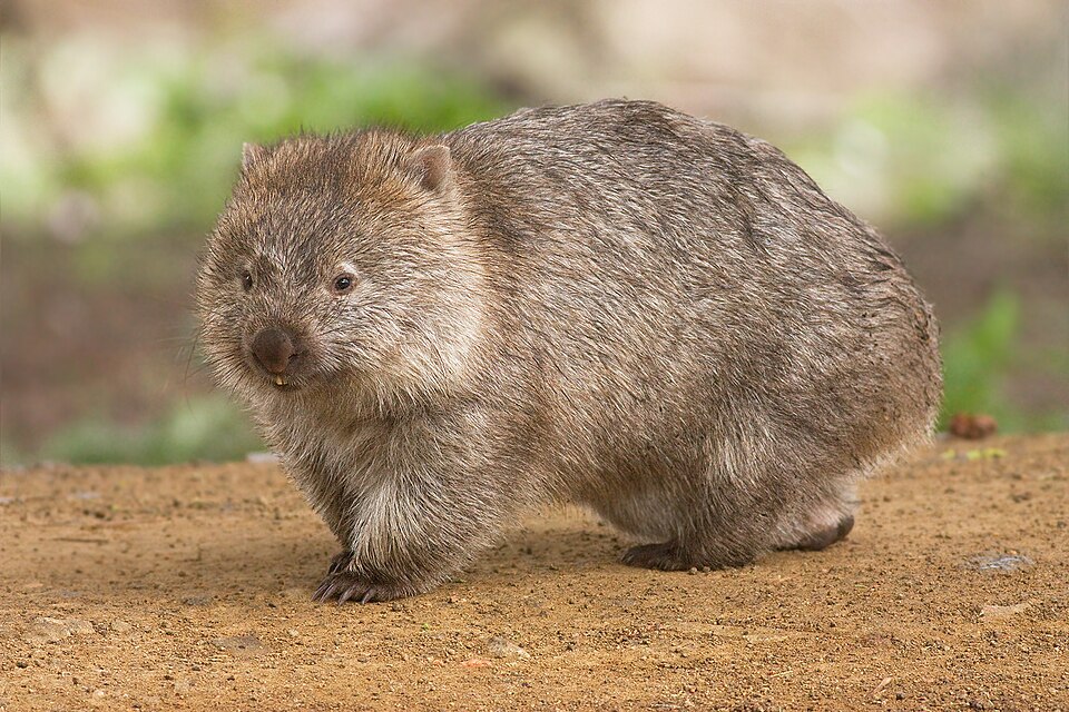 Wombat commun