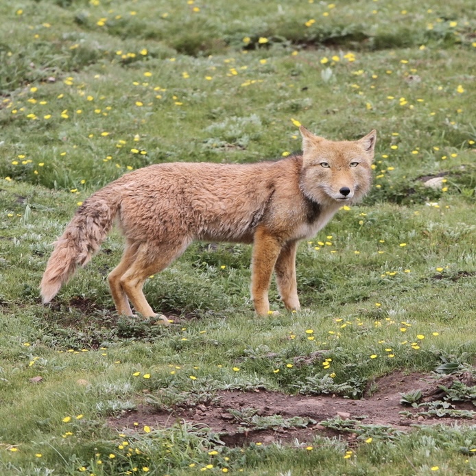 Renard du Tibet