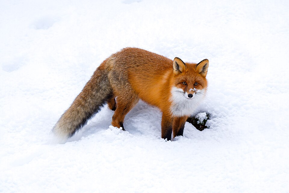 Renard roux