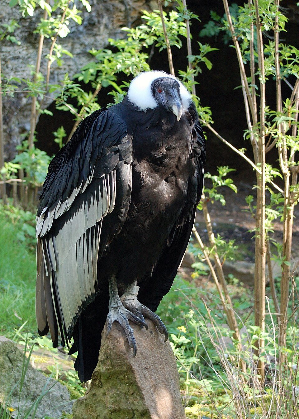 Condor