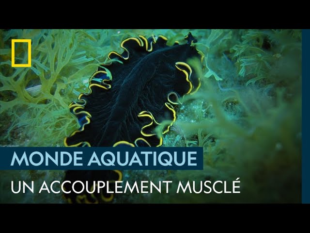L'accouplement violent du ver plat