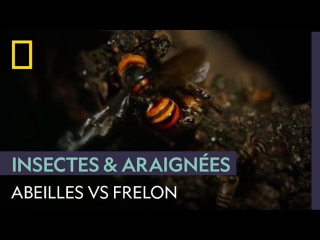Ce frelon n'aurait pas dû se frotter à ces abeilles