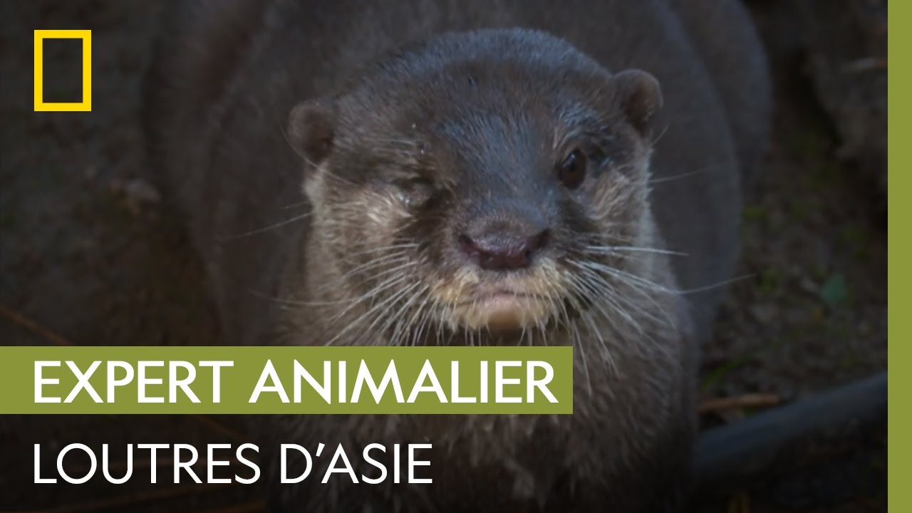 Une loutre d'Asie attend des bébés ! | UNE SAISON AU ZOO