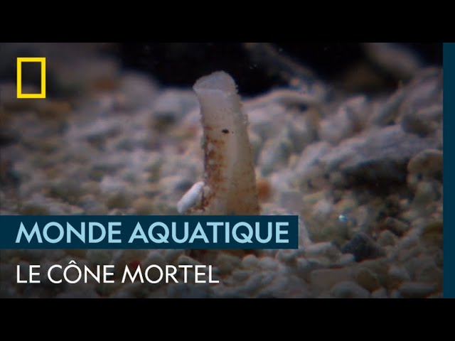 Connaissez-vous le cône, cet escargot mortel ?