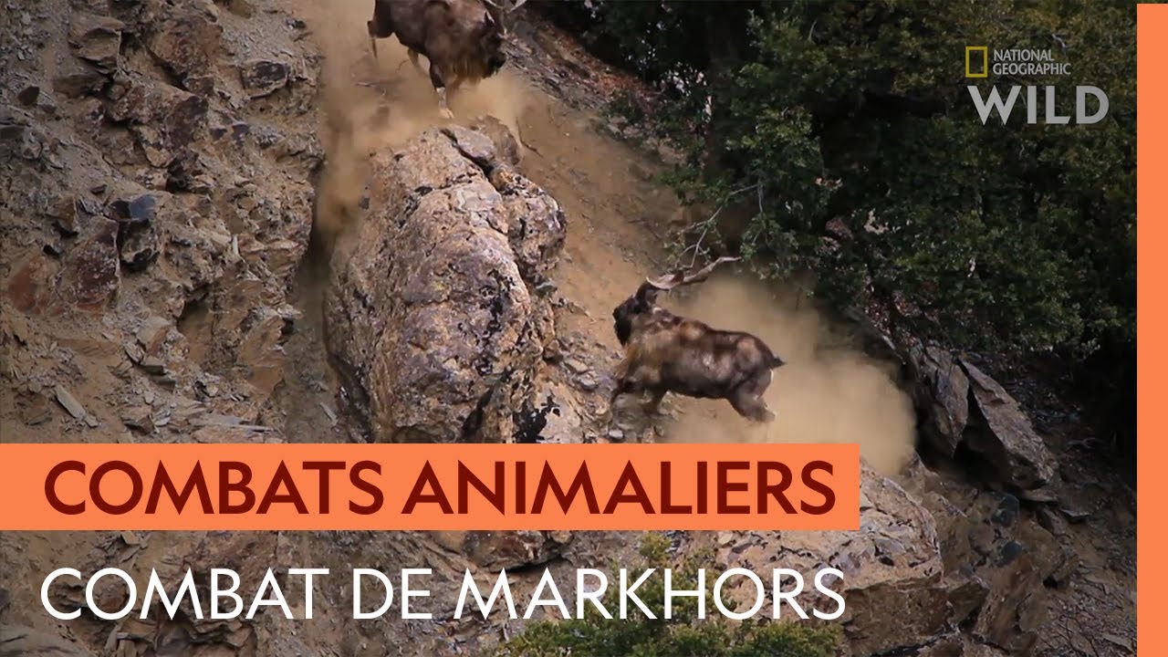 Impressionnant combat entre deux markhors, rois des falaises