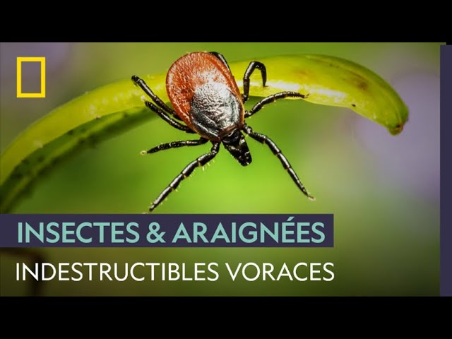 La tique, indestructible malédiction