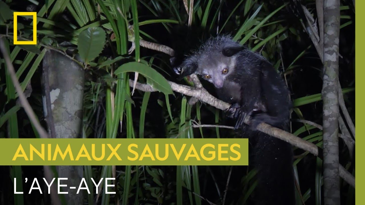 L'aye-aye, un cousin du lémur qui alimente mythes et légendes