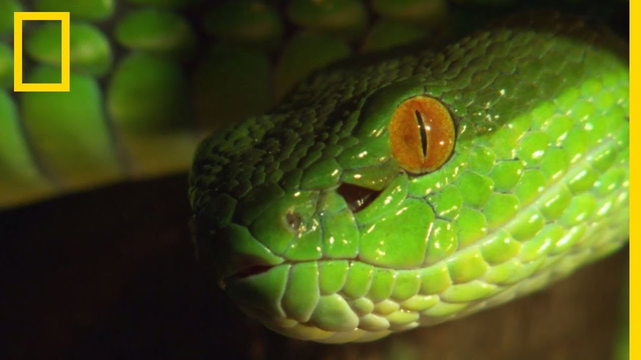 L'attaque mortelle du fer de lance asiatique