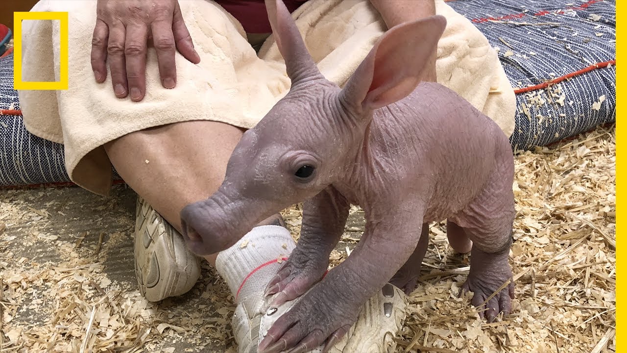 Les premiers pas d'un adorable oryctérope du Cap