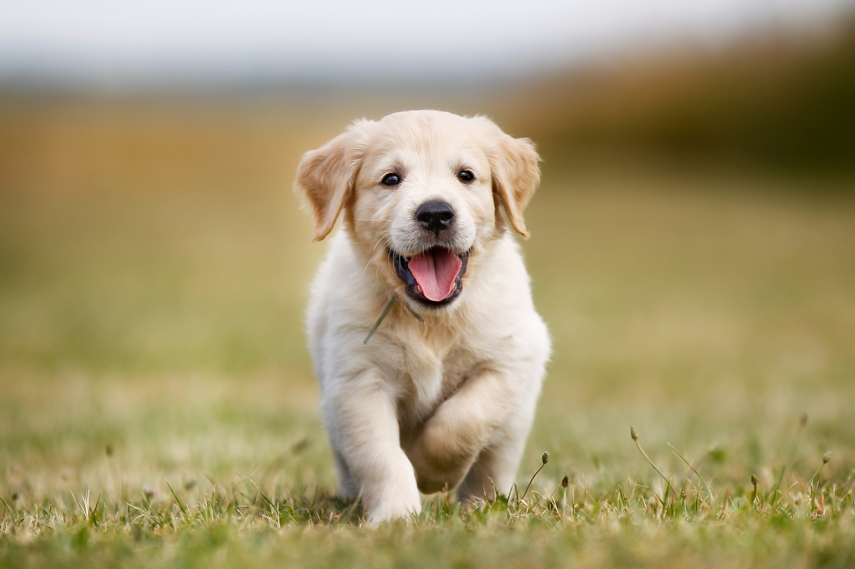 Chien