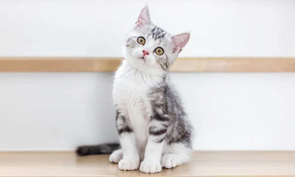 Chat