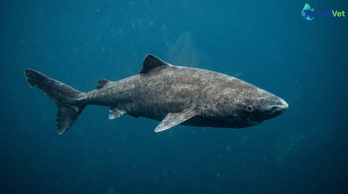 Un poisson arctique qui pourrait avoir plus de 270 ans
