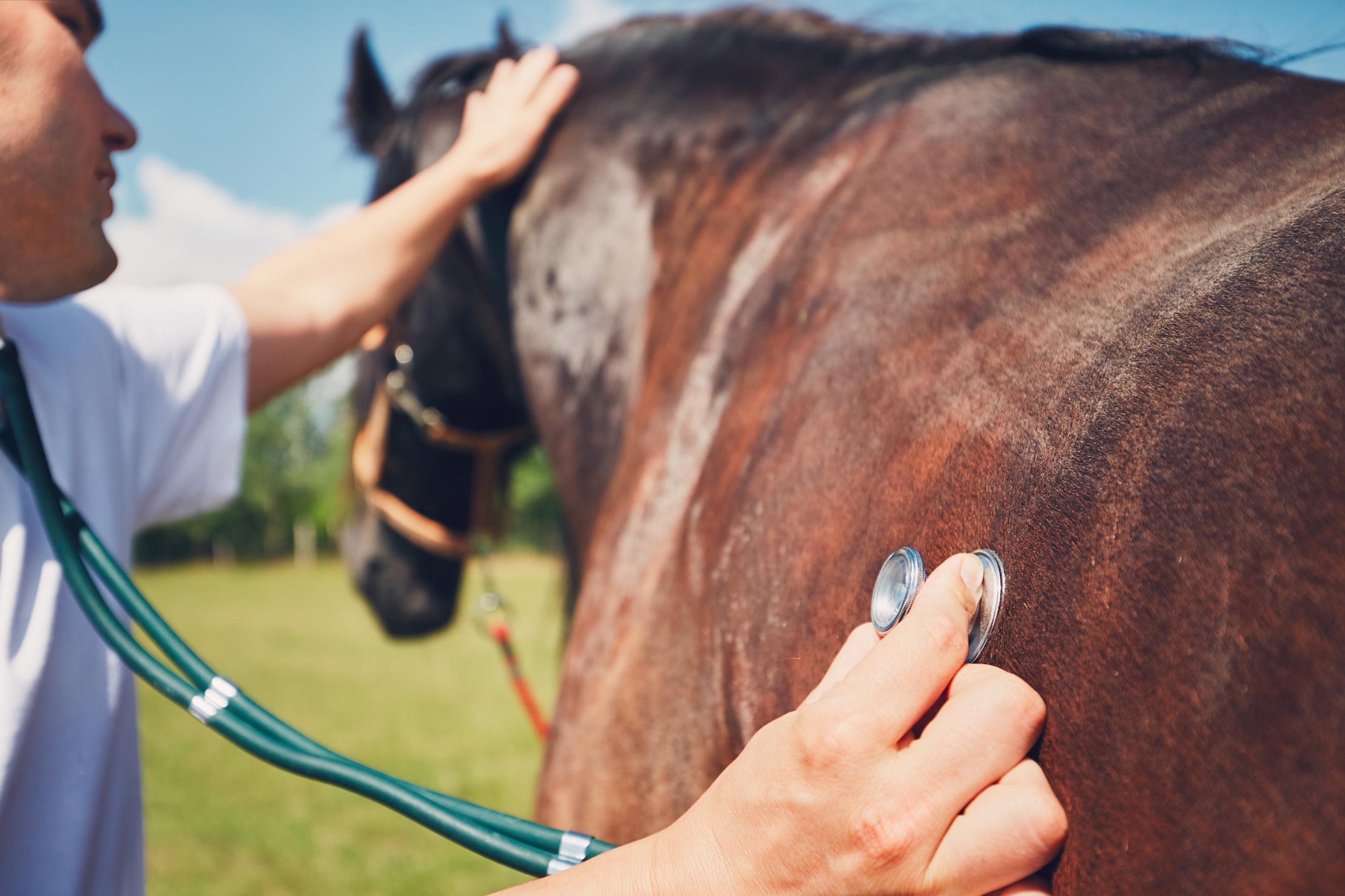 Coliques chez le cheval : comment les reconnaître et réagir à temps ?