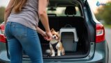Voyager avec un animal : les réponses aux questions essentielles