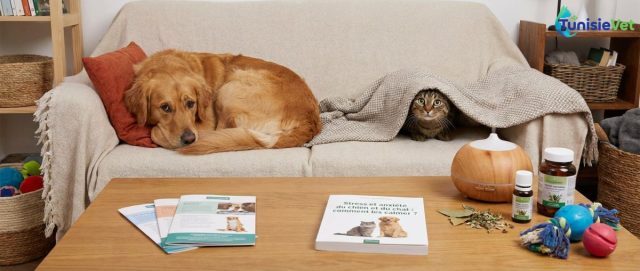 Stress et anxiété du chien et du chat : comment les calmer ?