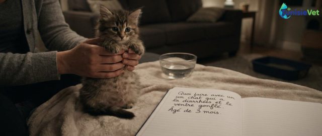 Chaton de 3 mois : diarrhée et ventre gonflé, que faire ?