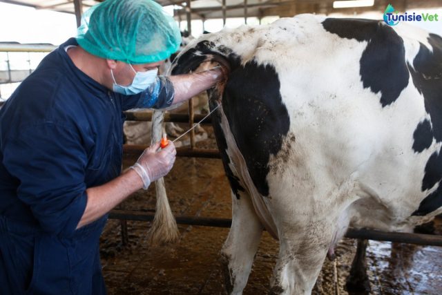 Hausse des tarifs de l’insémination artificielle des bovins en Tunisie : une nouvelle tarification face à des coûts réels bien plus élevés